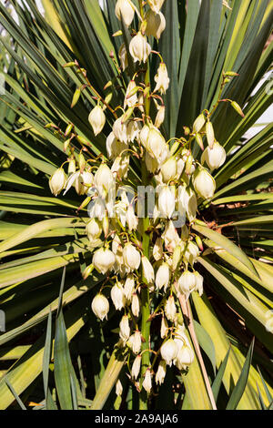 Blühende Yucca, Yucca filamentosa, Adams Nadel und Faden, Sacramento, Kalifornien, Vereinigte Staaten von Amerika. USA Stockfoto