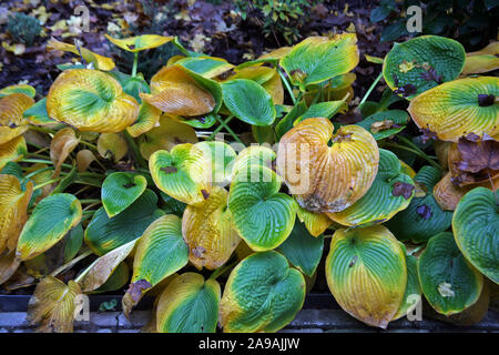 Pflanzen und Blumen im Herbst, Zagreb, Kroatien Stockfoto