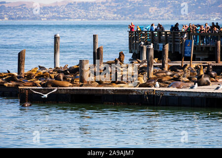 Touristen beobachten Kalifornischen Seelöwen zalophus californianus, Pier 39 San Francisco, Kalifornien, Vereinigte Staaten von Amerika. USA Stockfoto