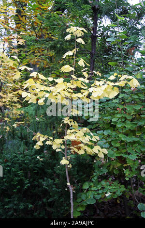 Pflanzen und Blumen im Herbst, Zagreb, Kroatien Stockfoto