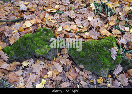 Pflanzen und Blumen im Herbst, Zagreb, Kroatien Stockfoto