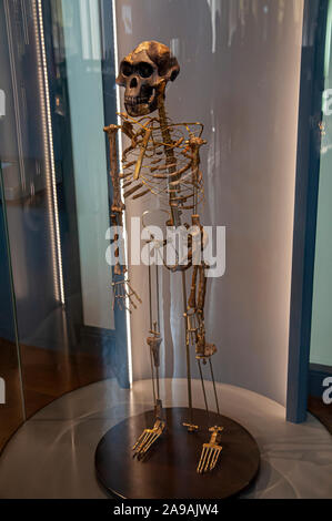 Homininen Skelett Wiederaufbau des Australopithecus afarensis (Lucy) A. afarensis war einer zweibeinigen Menschen - wie Primas (Hominiden), die in Afrika 3.9 lebten - Stockfoto