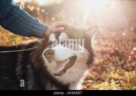 Glücklicher Hund malamute. Hund wird von einer Frau, die auf den natürlichen Hintergrund im Herbst bei einem Spaziergang gestreichelt werden. Stockfoto