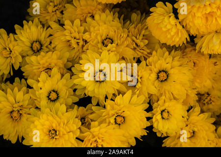 Ein Bouquet von schönen Chrysantheme Blumen im Freien. Chrysanthemen im Park. Bunte Blume Chrysantheme. Blumen, Blumen Muster. Blumen bac Stockfoto