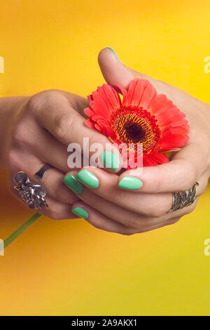 Netz manucurées Mieter une Fleur Rouge/gepflegte Hände halten eine rote Blume Stockfoto