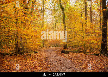 Schöne Waldfarben im Herbst in Ecclesall Woods in Sheffield, South Yorkshire, England, Großbritannien Stockfoto