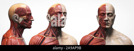 Menschliche Körper Anatomie Muskeln Aufbau eines männlichen, Vorderansicht Seitenansicht und Perspektive, 3D-Rendering im Hintergrund Stockfoto