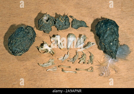 Schleiereule (Tyto alba). Owl pellets aus unter einem tagsüber Roost gesammelt. Übersicht seziert Knochen, Schädel und Unterkiefer von Vole, Holz Maus und Spitzmäuse. Stockfoto