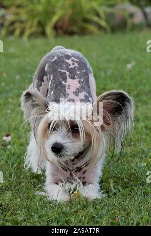 Ein Chinesischer Schopfhund spielen im Gras mit einem grüne Birne Stockfoto