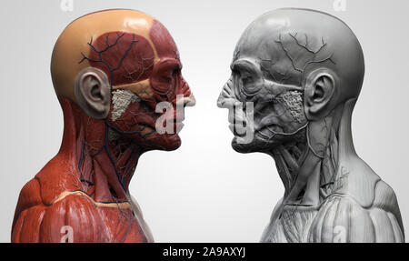 Menschliche Körper Anatomie Muskeln Aufbau eines männlichen, Vorderansicht Seitenansicht und Perspektive, 3D-Rendering im Hintergrund Stockfoto