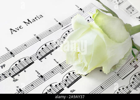 Weiße Rose mit Musik Noten Stockfoto