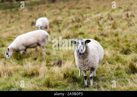 Neugierig gefleckten Gesicht Schafe weiden in einem Feld. Stockfoto