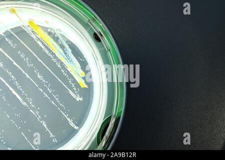 Bakterien auf Agar Oberfläche Stockfoto