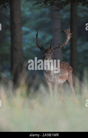 Damwild (Dama Dama), starke Buck, Hirsch, steht im hohen Gras am Rande eines dunklen dichten Wald, aufmerksam beobachten, Europa. Stockfoto