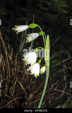 Leucojum aestivum (Sommer Schneeflocke) ist in den meisten Teilen von Europa und jetzt als Zierpflanze kultiviert. Alle Arten von leucojum sind giftig. Stockfoto