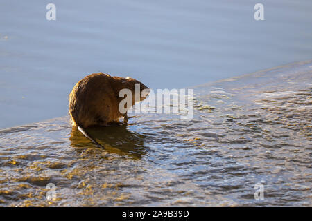 Ondatra zibethicus Bisamratte closeup am Rande der Teich in einem Feuchtgebiete sitzen Stockfoto