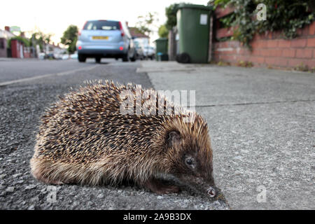 Igel in einer britischen Straße Stockfoto