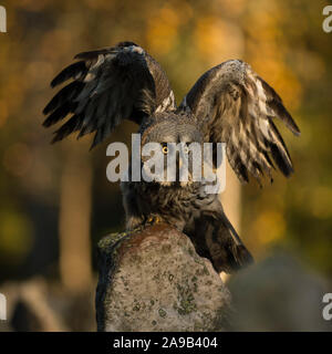 Bartkauz/Bartkauz (Strix Nebulosa), typisch skandinavischen Eule, auf einem Felsen im ersten Morgenlicht gehockt, steigende seine Flügel für Zapfwelle, Europ. Stockfoto