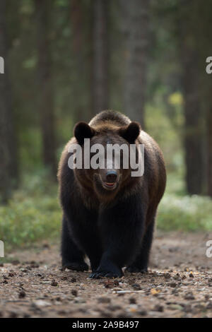 /Braunbaer Braunbär (Ursus arctos), kräftig und mächtig nach, am Rande eines Waldes, nahe kommt, warten, frontal geschossen, Europa. Stockfoto