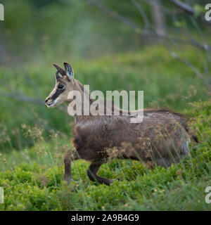 Chamois/Gaemse (Rupicapra rupicapra) junge Heranwachsende, hinunter Richtung Tal läuft, verspielt, voller Freude, springen über frische grüne niedrige Büsche, Stockfoto