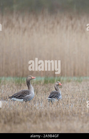 Graugans/Graugans (Anser anser), zwei, Paar, im flachen Wasser sitzen, indem Sie schneiden Schilf umgeben, aufmerksam beobachten, typische Situation, E Stockfoto