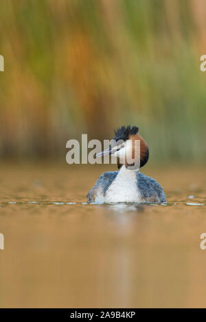 Haubentaucher/Haubentaucher (Podiceps cristatus) Schwimmen vor Schilf, typische, charakteristische Umgebung, schönes Licht, die Tier- und Pflanzenwelt Stockfoto