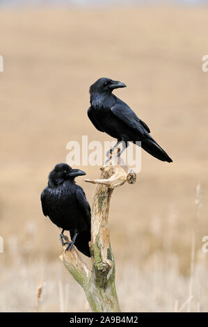 Gemeinsame Raven/Kolkraben (Corvus Corax), zwei zusammen, die auf dem Rest von einem morschen Baum über Schilf in Feuchtgebieten thront, die Köpfe verdreht, Wildlife, Europa. Stockfoto