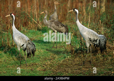 KRANICHGRUPPE Grus grus Brutmännchen links mit auffallender roter Krone, zwei Geschwister 7 Monate alt juveniles in der Mitte und Brutweibchen rechts. Stockfoto