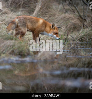 Red Fox/Rotfuchs (Vulpes vulpes) Erwachsenen, in der typischen Umgebung, die Jagd auf einen Körper von Wasser, kleinen See im Wald, Spiegelung, Wildlife, Europa. Stockfoto