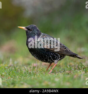 Common Starling/Star (Sturnus vulgaris) Erwachsenen in seiner Zucht Kleid, auf dem Boden sitzend, schön metallisch schimmernden Gefieder, aufmerksam beobachten Stockfoto