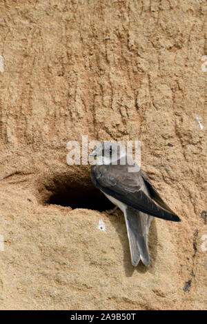 Sand Martin/Bank Schlucken/Uferschwalbe (Riparia riparia) an seinem Nest Loch in einem Fluss Bank gehockt, in typischer Pose, Wildlife, Europa. Stockfoto