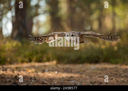 Waldkauz/Waldkauz (Strix aluco) im Gleitflug, fliegt über eine Lichtung, gestreckten Flügeln, Spannweite, von einem herbstlich gefärbten Wald umgeben, Stockfoto