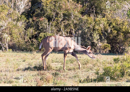 Mehr Kudu (Tragelaphus strepsiceros) weibliche Kuh wandern in Addo Elephant National Park, Eastern Cape, Südafrika Stockfoto