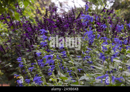 Blaue und violette Quelle in Buenos Aires. Der Frühling bringt blaue und violette Pflanzen zur Blüte, die jeden Garten bunter und interessanter machen. Stockfoto