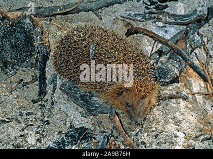 Igel (Erinaceus europaeus). Die nahrungssuche in der Asche eines Garten Lagerfeuer. Zusammensetzung einiger unlight bofires kann attraktiv wie Decken oder Eve. Stockfoto