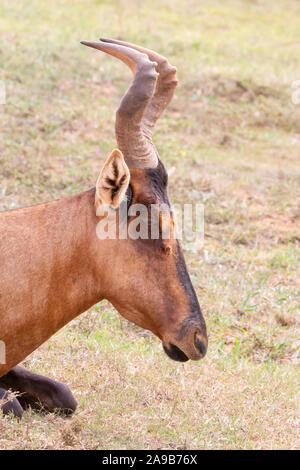 Red Hartebeest (Alcelaphus buselaphus/caama), Addo Elephant National Park, Eastern Cape, Südafrika. Nahaufnahme Kopf portrait Stockfoto