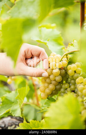 Eine Hand, die Kommissionierung ein Traubenmost aus Trauben hängen auf eine Rebe in einem Weinberg. Stockfoto