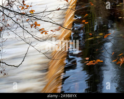 Blätter im Herbst dominieren die Wehr auf dem Fluss Nidd in der Nähe der Gewächshäuser Pateley Bridge Nidderdale North Yorkshire England Stockfoto