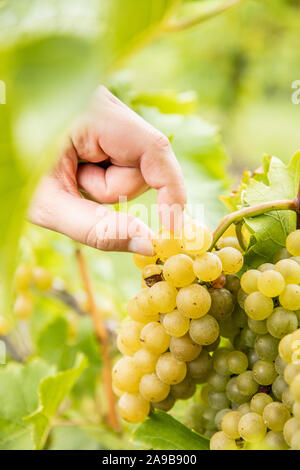 Eine Hand, die Kommissionierung ein Traubenmost aus Trauben hängen auf eine Rebe in einem Weinberg. Stockfoto