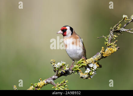 Stieglitz, Carduelis carduelis, auf einem Blackthorn Niederlassung im Frühjahr, Wales Stockfoto