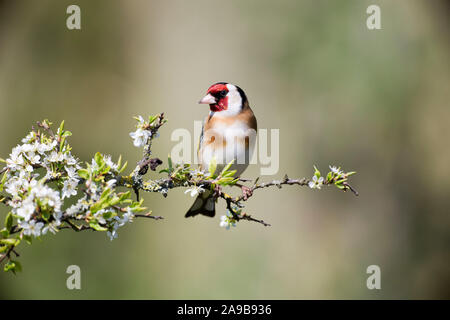 Stieglitz, Carduelis carduelis, auf einem Blackthorn Niederlassung im Frühjahr, Wales Stockfoto