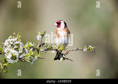 Stieglitz, Carduelis carduelis, auf einem Blackthorn Niederlassung im Frühjahr, Wales Stockfoto