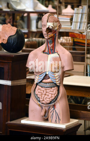 Anatomische medizinische männlichen menschlichen Körper Modells mit inneren Organen in einer Reklamation Yard in Frome, Somerset, Großbritannien gefunden Stockfoto