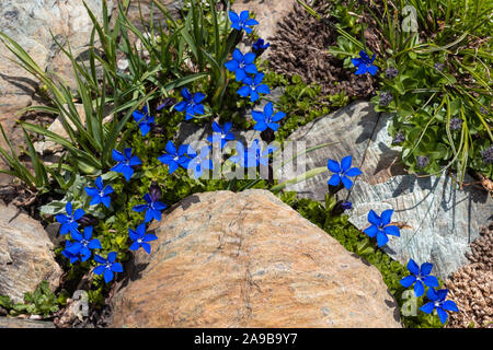 Alpenblume Gentiana Bavarica (Bayerischer Enzian). Aostatal, Italien. Foto auf einer Höhe von 2600 Metern gemacht. Stockfoto