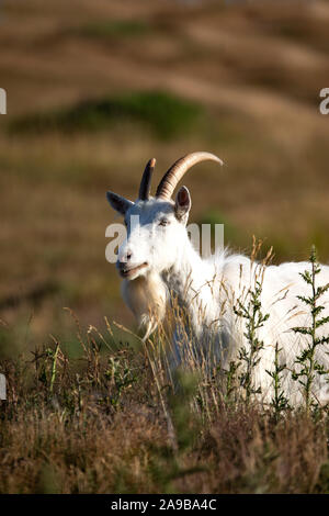 Nach Kaschmir Capra Ziege Markhor mit prominenten Hörner und großen weißen Bart in rauen Shrubland auf der Great Orme in Llandudno, North Wales GROSSBRITANNIEN Stockfoto