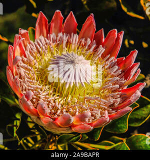 Königsprotea Blume Südafrika Cape Stockfoto