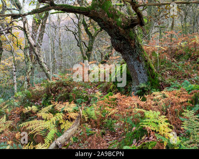 Herbstliche Farne unter einer moosigen Eiche Baum im Wald in der Nähe von Guisecliff Pateley Bridge Nidderdale North Yorkshire England Stockfoto