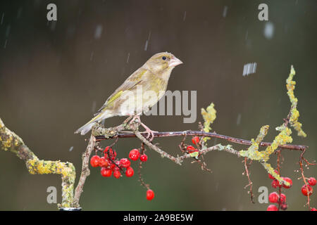 Grünfink, Carduelis chloris, auf eine Beere laden Filiale im Herbst, Wales Stockfoto