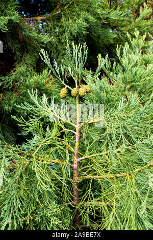 Sequoiadendron giganteum, Sequoia wellingtonia, Cupressaceae, giant Redwood, Big Tree, washingtonia, Giant Sequoia, Mammut Baum, Sierra Redwood. Stockfoto