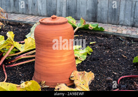 Terrakotta Rhabarber zwingen, Töpfe, oder Gläser, die auf eine typische Küche oder Gemüsegarten. Stockfoto